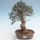 Pokojová bonsai - Olea europaea sylvestris -Oliva evropská drobnolistá PB220637 - 1/5