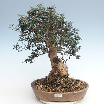 Pokojová bonsai - Olea europaea sylvestris -Oliva evropská drobnolistá PB220639 - 1