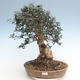 Pokojová bonsai - Olea europaea sylvestris -Oliva evropská drobnolistá PB220639 - 1/5