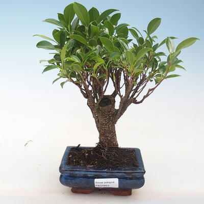 Pokojová bonsai - Ficus retusa -  malolistý fíkus PB220654 - 1