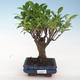 Pokojová bonsai - Ficus retusa -  malolistý fíkus PB220654 - 1/2