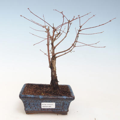 Venkovní bonsai - Metasequoia glyptostroboides - Metasekvoje čínská VB2020-265 - 1