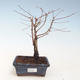 Venkovní bonsai - Metasequoia glyptostroboides - Metasekvoje čínská VB2020-265 - 1/2