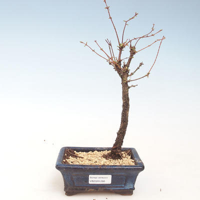 Venkovní bonsai - Metasequoia glyptostroboides - Metasekvoje čínská VB2020-266 - 1
