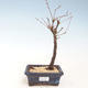 Venkovní bonsai - Metasequoia glyptostroboides - Metasekvoje čínská VB2020-266 - 1/2