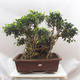 Pokojová bonsai - Ficus retusa -  malolistý fíkus - 1/4