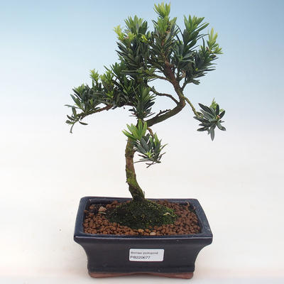 Pokojová bonsai - Podocarpus - Kamenný tis PB220677