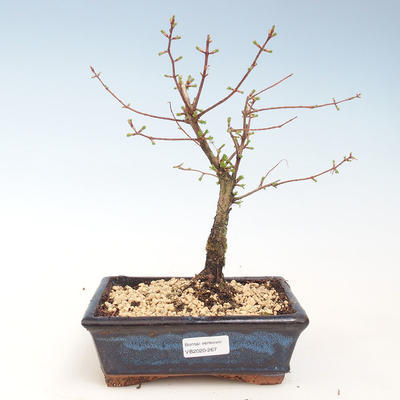 Venkovní bonsai - Metasequoia glyptostroboides - Metasekvoje čínská VB2020-267 - 1