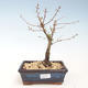 Venkovní bonsai - Metasequoia glyptostroboides - Metasekvoje čínská VB2020-267 - 1/2