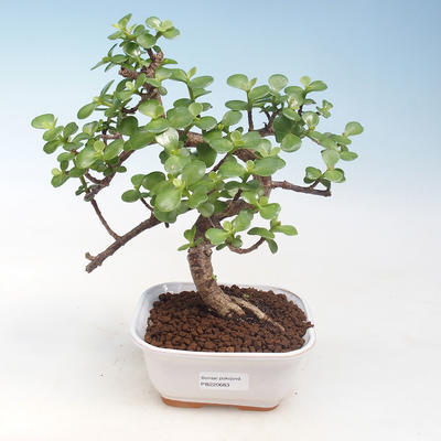 Pokojová bonsai - Portulakaria Afra - Tlustice PB220683 - 1