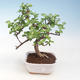 Pokojová bonsai - Portulakaria Afra - Tlustice PB220683 - 1/2