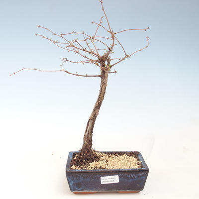 Venkovní bonsai - Metasequoia glyptostroboides - Metasekvoje čínská VB2020-269 - 1