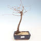 Venkovní bonsai - Metasequoia glyptostroboides - Metasekvoje čínská VB2020-269 - 1/2