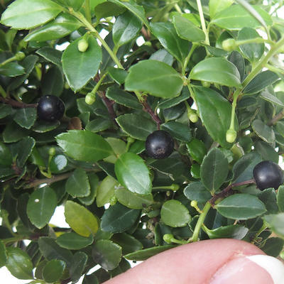 Pokojová bonsai - Ilex crenata - Cesmína PB220698 - 1