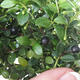 Pokojová bonsai - Ilex crenata - Cesmína PB220698 - 1/2