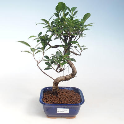 Pokojová bonsai - Ficus kimmen -  malolistý fíkus PB220709