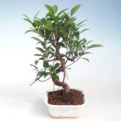 Pokojová bonsai - Ficus kimmen -  malolistý fíkus PB220712
