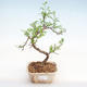 Pokojová bonsai - Zantoxylum piperitum - Pepřovník PB22074 - 1/4