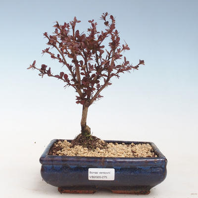 Venkovní bonsai - Berberis thunbergii Atropurpureum  - Dřištál VB2020-275 - 1