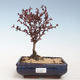 Venkovní bonsai - Berberis thunbergii Atropurpureum  - Dřištál VB2020-275 - 1/2