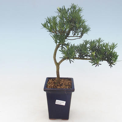 Pokojová bonsai - Podocarpus - Kamenný tis PB220762