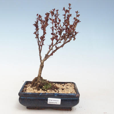 Venkovní bonsai - Berberis thunbergii Atropurpureum  - Dřištál VB2020-276 - 1