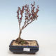 Venkovní bonsai - Berberis thunbergii Atropurpureum  - Dřištál VB2020-276 - 1/2