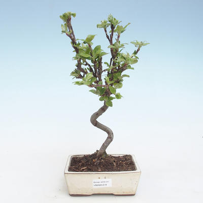 Venkovní bonsai - Malus halliana -  Maloplodá jabloň VB2020-278 - 1