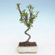 Venkovní bonsai - Malus halliana -  Maloplodá jabloň VB2020-278 - 1/4
