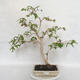 Pokojová bonsai - Australská třešeň - Eugenia uniflora - 1/4