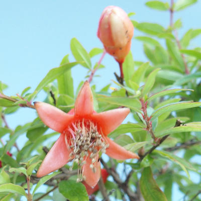 Pokojová bonsai-PUNICA granatum nana-Granátové jablko PB220820 - 1