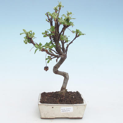 Venkovní bonsai - Malus halliana -  Maloplodá jabloň VB2020-279 - 1