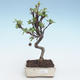 Venkovní bonsai - Malus halliana -  Maloplodá jabloň VB2020-279 - 1/4
