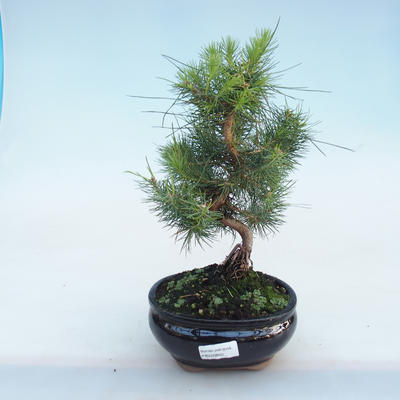 Pokojová bonsai-Pinus halepensis-Borovice alepská PB220802