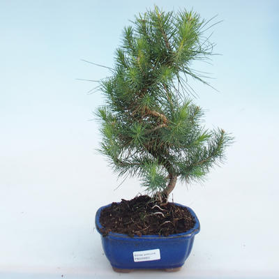 Pokojová bonsai-Pinus halepensis-Borovice alepská PB220803