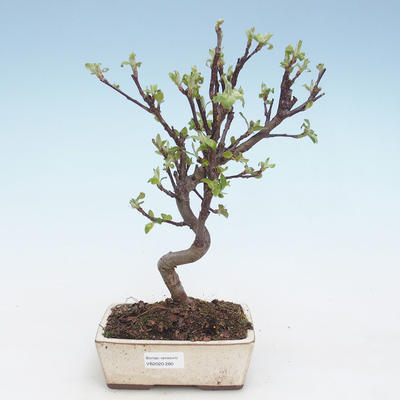Venkovní bonsai - Malus halliana -  Maloplodá jabloň VB2020-280 - 1