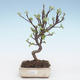 Venkovní bonsai - Malus halliana -  Maloplodá jabloň VB2020-280 - 1/4