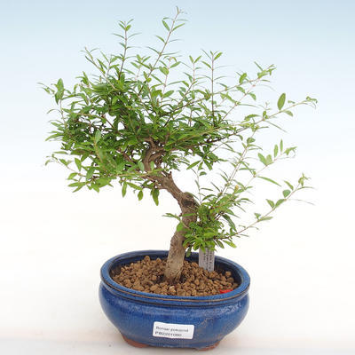 Pokojová bonsai-PUNICA granatum nana-Granátové jablko PB2201080 - 1