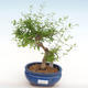 Pokojová bonsai-PUNICA granatum nana-Granátové jablko PB2201080 - 1/3