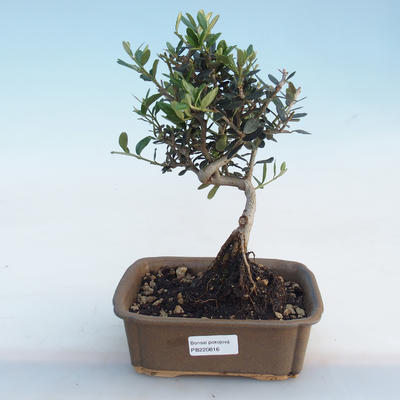 Pokojová bonsai - Olea europaea sylvestris -Oliva evropská drobnolistá PB220816 - 1