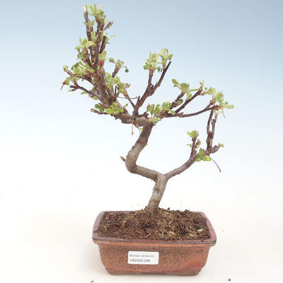 Venkovní bonsai - Malus halliana -  Maloplodá jabloň VB2020-286 - 1