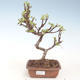 Venkovní bonsai - Malus halliana -  Maloplodá jabloň VB2020-286 - 1/4