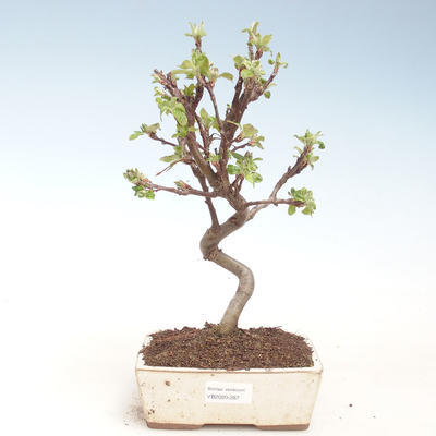 Venkovní bonsai - Malus halliana -  Maloplodá jabloň VB2020-287 - 1