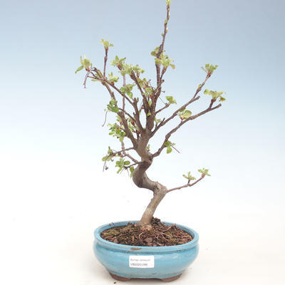 Venkovní bonsai - Malus halliana -  Maloplodá jabloň VB2020-288 - 1