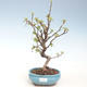 Venkovní bonsai - Malus halliana -  Maloplodá jabloň VB2020-288 - 1/4