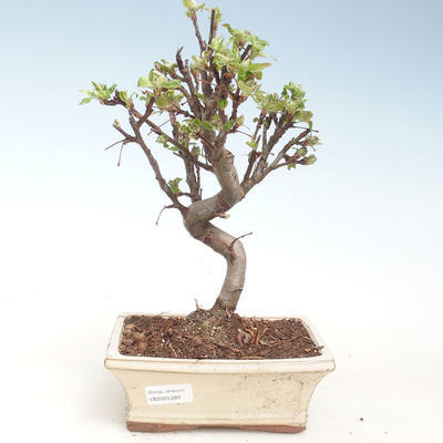 Venkovní bonsai - Malus halliana -  Maloplodá jabloň VB2020-289 - 1