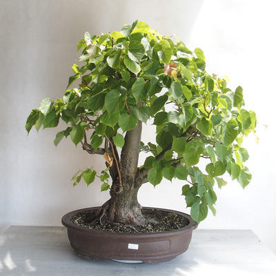 Venkovní bonsai - Lípa srdčitá - Tilia cordata - 1