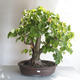 Venkovní bonsai - Lípa srdčitá - Tilia cordata - 1/5