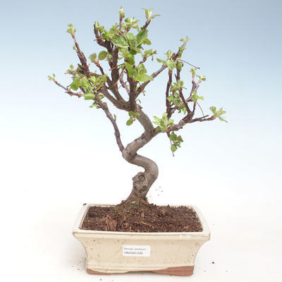 Venkovní bonsai - Malus halliana -  Maloplodá jabloň VB2020-290 - 1