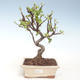 Venkovní bonsai - Malus halliana -  Maloplodá jabloň VB2020-290 - 1/4